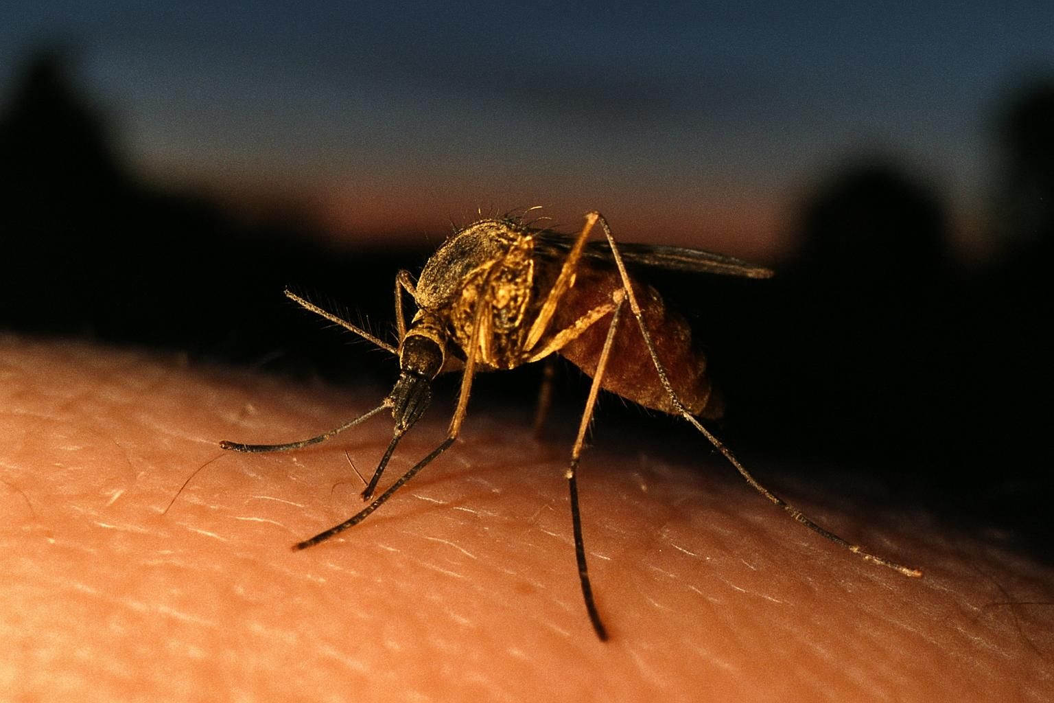 A mosquito at dusk